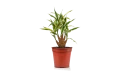 Dracaena Deremensis Warneckii