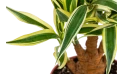 Dracaena Deremensis Warneckii
