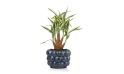 Dracaena Deremensis Warneckii