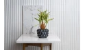 Dracaena Deremensis Warneckii