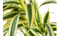 دراسينا وارنكي