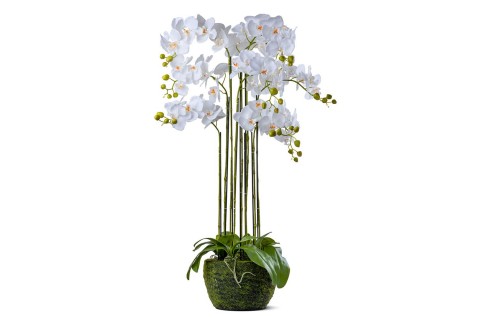 نبات الأوركيد الاصطناعي 