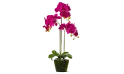 Artificial Orchid Realtouch