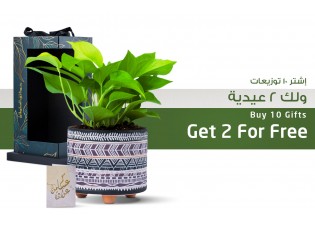 هدية  عيد الفطر- نبتة بوتس مزروعة 