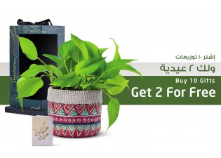 هدية عيد الفطر - نبتة بوتس مزروعة 