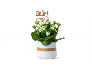 هدية رمضانية - نبتة كلانشو 