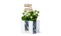 Ramadan Gift -kalanchoe Plant 