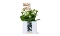 Ramadan Gift -kalanchoe Plant 