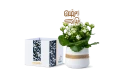 Ramadan Gift -kalanchoe Plant 