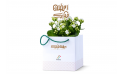 هدية رمضانية - نبتة كلانشو 
