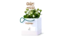 Ramadan Gift -kalanchoe Plant 