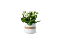 Ramadan Gift -kalanchoe Plant 