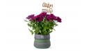 هدية رمضانية - نبتة الأقحوان 
