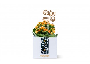 هدية رمضان - نبتة كلانشو