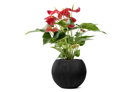 حوض فايبر غلاس 