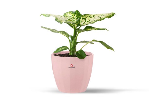 نبتة دفنباخيا في حوض سيراميك وردي 