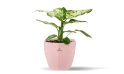 A Dieffenbachia Plant Planted In A Pink Ceramic Pot.