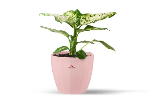 نبتة دفنباخيا في حوض سيراميك وردي 