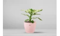 A Dieffenbachia Plant Planted In A Pink Ceramic Pot.