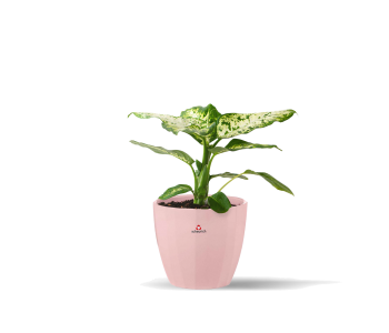 نبتة دفنباخيا في حوض سيراميك وردي 