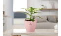 A Dieffenbachia Plant Planted In A Pink Ceramic Pot.