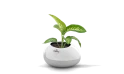 A Dieffenbachia Amoena Plant In A Silver Ceramic Pot