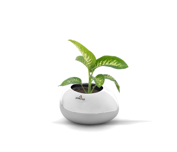 نبتة دفنباخيا امونيا في حوض سيراميك فضي . 