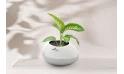 A Dieffenbachia Amoena Plant In A Silver Ceramic Pot