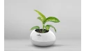 A Dieffenbachia Amoena Plant In A Silver Ceramic Pot