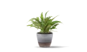  Philodendron Plant In A Ceramic Pot