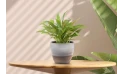  Philodendron Plant In A Ceramic Pot