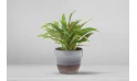  Philodendron Plant In A Ceramic Pot