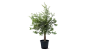 Olive Tree - Olea Europaea Bonsai