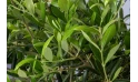 Olive Tree - Olea Europaea Bonsai