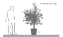 Olive Tree - Olea Europaea Bonsai