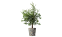 Olive Tree - Olea Europaea Bonsai