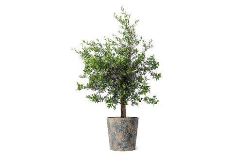 شجرة زيتون معمرة (أوليا يوروبيا بونساي) 