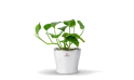 Scindapsus Plant Planted In A Ceramic Pot