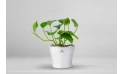 Scindapsus Plant Planted In A Ceramic Pot
