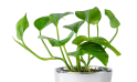 Scindapsus Plant Planted In A Ceramic Pot