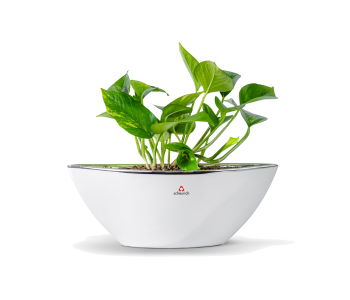 نبتة بوتس مزروعة في حوض سيراميك 