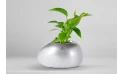 نبتة بوتس مزروعة في حوض سيراميك 