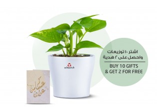 هدية عيد الأضحى - نبتة البوتس مزروعة في حوض فضي