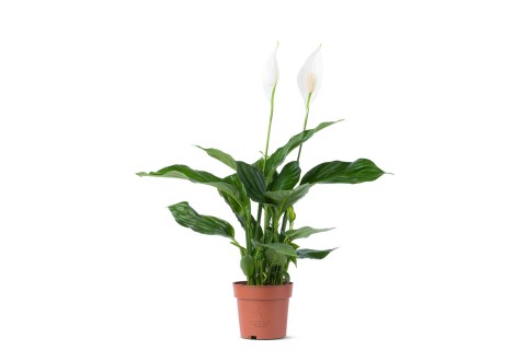  سباثيفيلوم خاص مختلط وعاء (زنبق السلام)