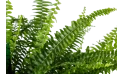 نبات السرخس السيفي ( نبات الظل)