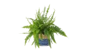 نبات السرخس السيفي ( نبات الظل)