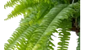 نبات السرخس السيفي ( نبات الظل)
