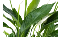 نبتة سباثيفيليوم بينجو كيوبيدو (زنبق السلام)
