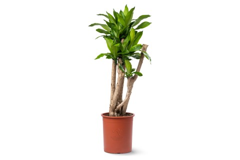 دراسينا ماسانجانا | نبتة الذرة | منقية للهواء