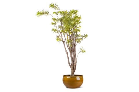 نبتة دراسينا ريفليكسيا - سونج أوف إنديا